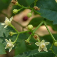 Cipadessa baccifera (Roth) Miq.